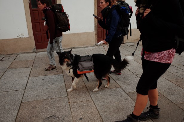 часть5_экип собачек