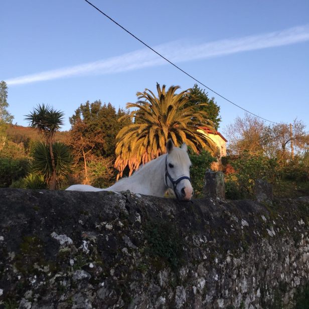 часть8_13_лошадь