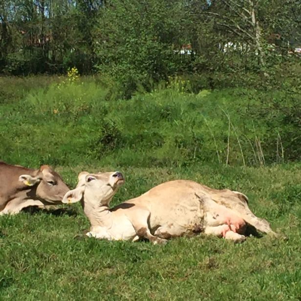 часть8_14_телята