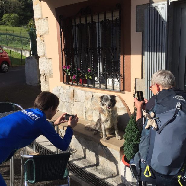 часть8_16_собака