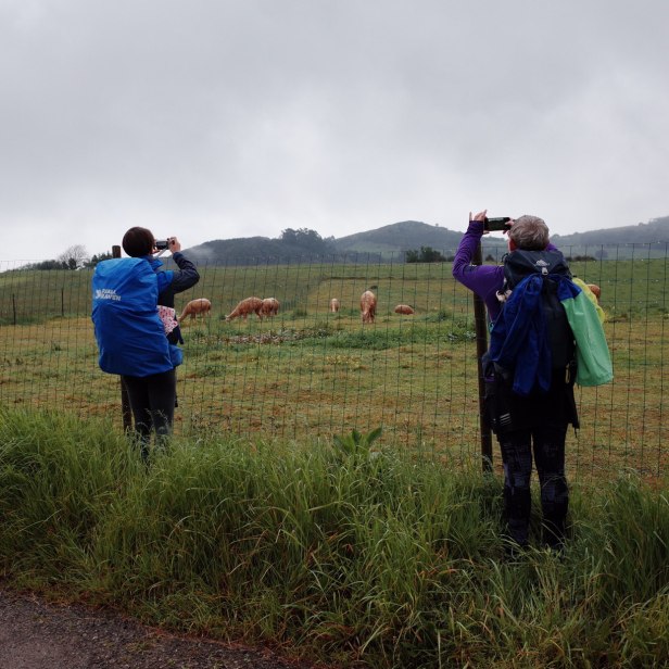 часть8_8_ламы